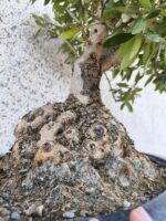 Bonsai Olivo - Imagen 4