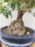 Bonsai Olivo - Imagen 2