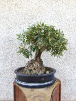 Bonsai Olivo