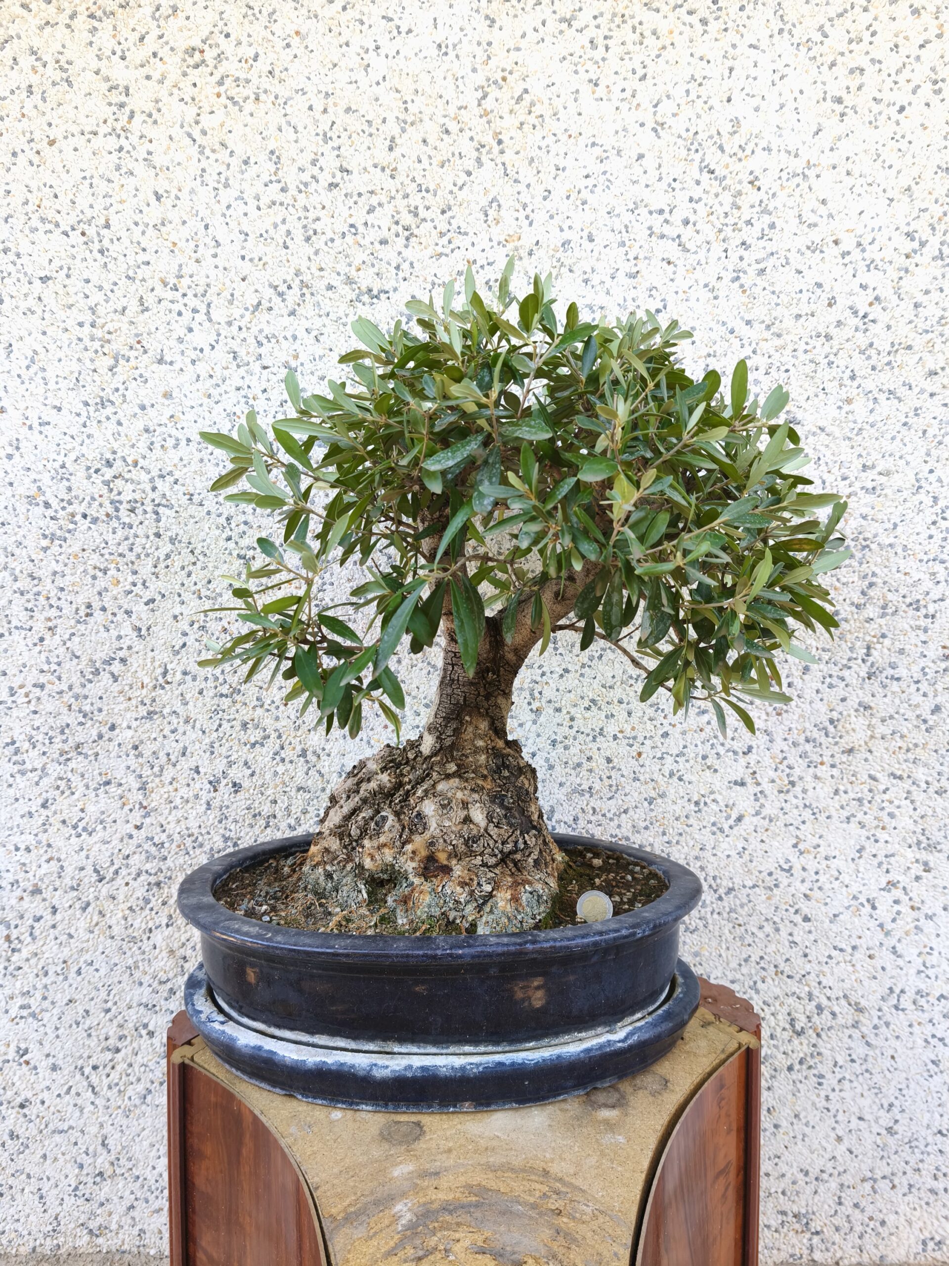 2025/10/1000077354-scaled.jpg Bonsai Olivo - Imagen 1