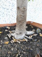 Bonsai Olmo minor - Imagen 2
