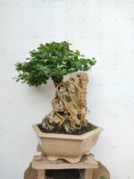 Bonsai Acacia Sobre Roca - Imagen 3