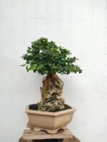 Bonsai Acacia Sobre Roca - Imagen 4