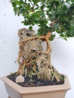 Bonsai Acacia Sobre Roca - Imagen 2