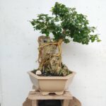 Bonsai Acacia Sobre Roca