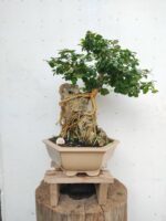 Bonsai Acacia Sobre Roca