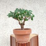 Pre bonsai Olmo minor