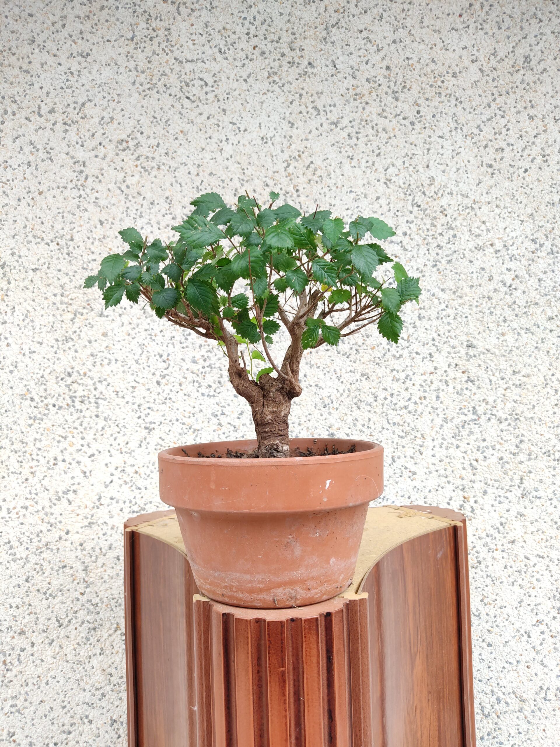 2025/10/1000082298-scaled.jpg Pre bonsai Olmo minor - Imagen 1