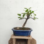 Bonsai Pseudocydonia sinensis,Membrillero chino