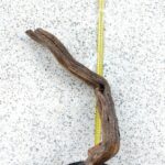 Madera tanuki N3