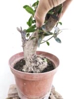 Pre Bonsai Acebuche - Imagen 2