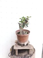 Pre Bonsai Acebuche