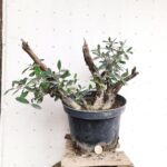 Pre Bonsai Olivo