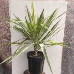Yuca Variegata