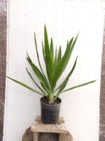 Yucas pequeñas