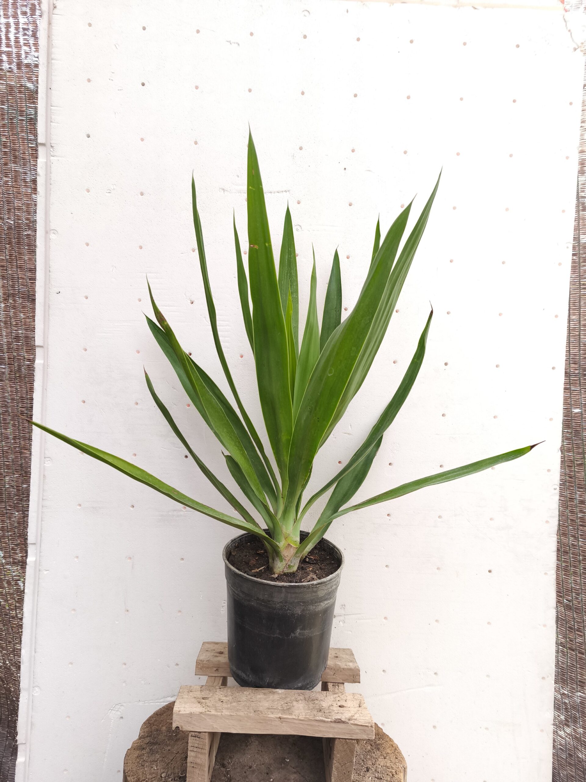 2025/11/1000100645-scaled.jpg Yucas pequeñas - Imagen 1