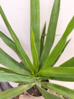 Yucas pequeñas - Imagen 2