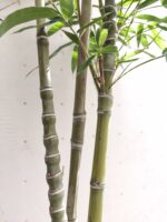 Bambú - Imagen 2