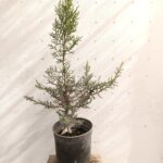 Junipero thurifera Sabina Albal