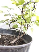 Pre bonsai Arce Burgeriano - Imagen 2