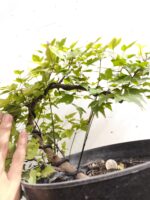 Pre bonsai Arce Burgeriano - Imagen 2