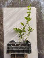 Pre bonsai Membrillero chino