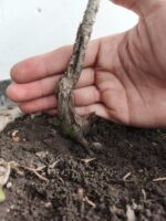Pre Bonsai Junípero Sabina - Imagen 3