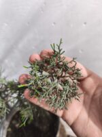 Pre Bonsai Junípero Sabina - Imagen 2