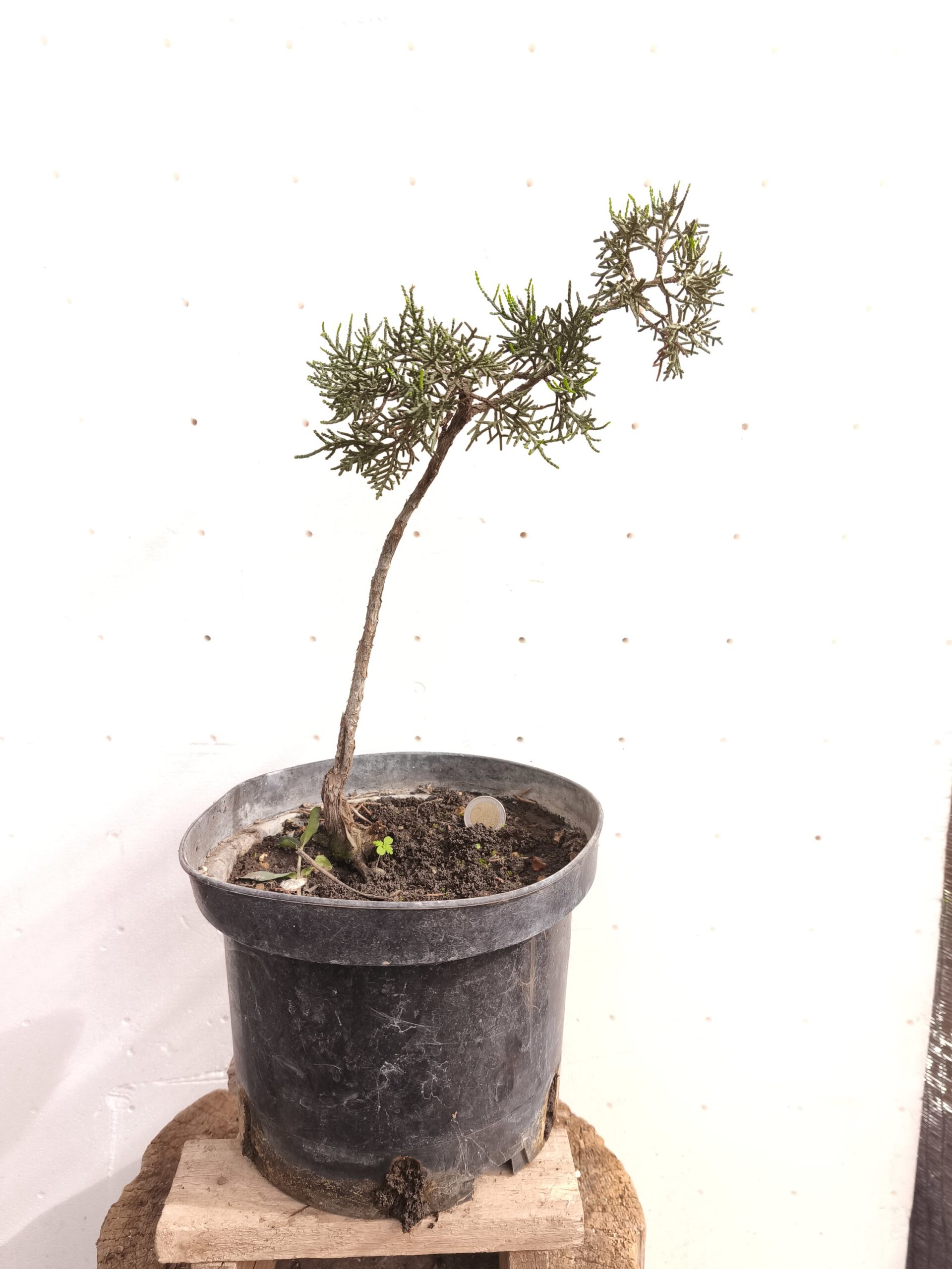 2025/11/1000105548-scaled.jpg Pre Bonsai Junípero Sabina - Imagen 1