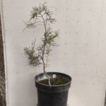 Plantón Junípero Sabina