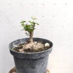 Pre Bonsai Acebuche