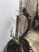 Pre Bonsai Crataegus monogyna majuelo - Imagen 6