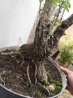 Pre Bonsai Crataegus monogyna majuelo - Imagen 5