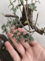Pre Bonsai Crataegus monogyna majuelo - Imagen 3