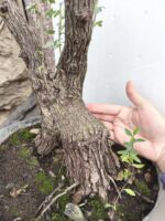 Pre Bonsai Crataegus monogyna majuelo - Imagen 4