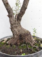 Pre Bonsai Crataegus monogyna majuelo - Imagen 2