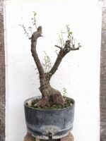 Pre Bonsai Crataegus monogyna majuelo