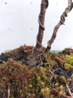Bonsai Junípero Enebro - Imagen 3