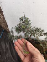Bonsai Junípero Enebro - Imagen 2