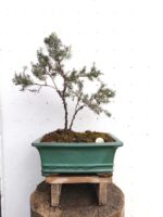 Bonsai Junípero Enebro
