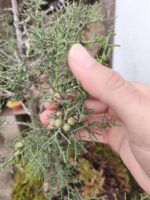 Bonsai Junípero Sobre laja - Imagen 4