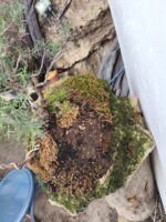Bonsai Junípero Sobre laja - Imagen 3