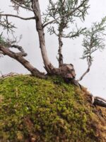Bonsai Junípero Sobre laja - Imagen 2