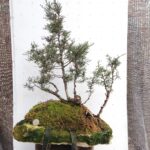 Bonsai Junípero Sobre laja