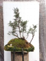 Bonsai Junípero Sobre laja