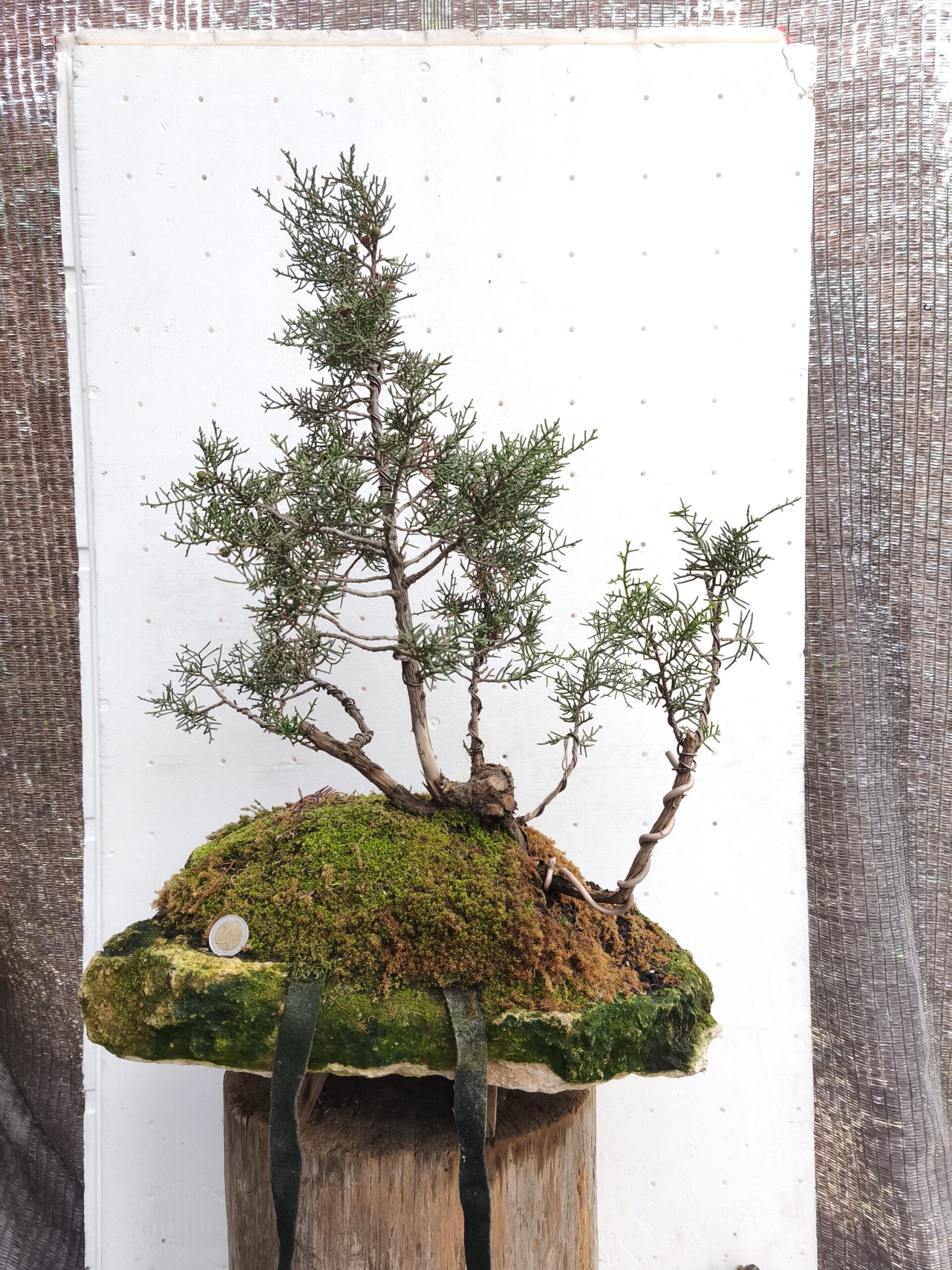 2025/11/1000105604-scaled.jpg Bonsai Junípero Sobre laja - Imagen 1