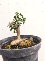 Pre Bonsai Acebuche - Imagen 2