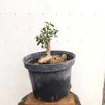 Pre Bonsai Acebuche