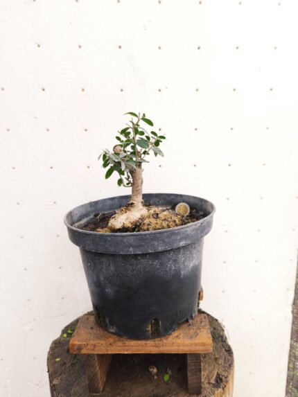 Pre Bonsai Acebuche
